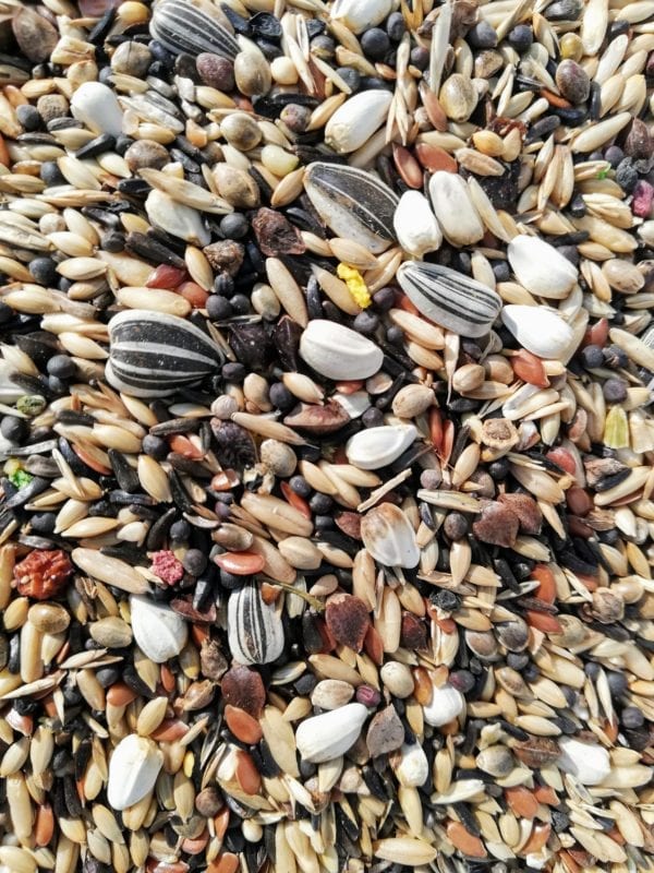 Close up image of bird seed suitable for Bullfinch and Greenfinch Birds