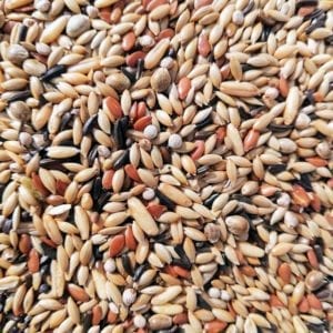 A mix of canary bird seed that is made in Belgium by specialist bird seed breeders