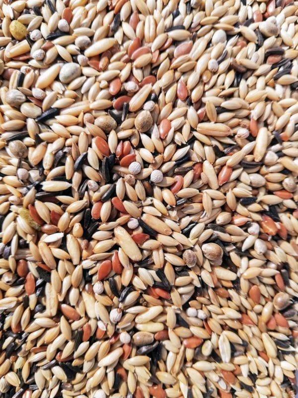 A mix of canary bird seed that is made in Belgium by specialist bird seed breeders