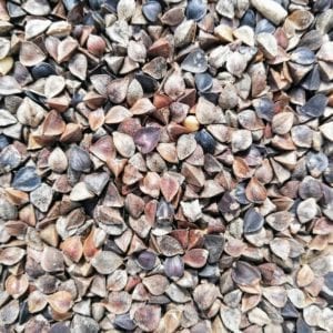 Buckwheat Straight Seed for Birds