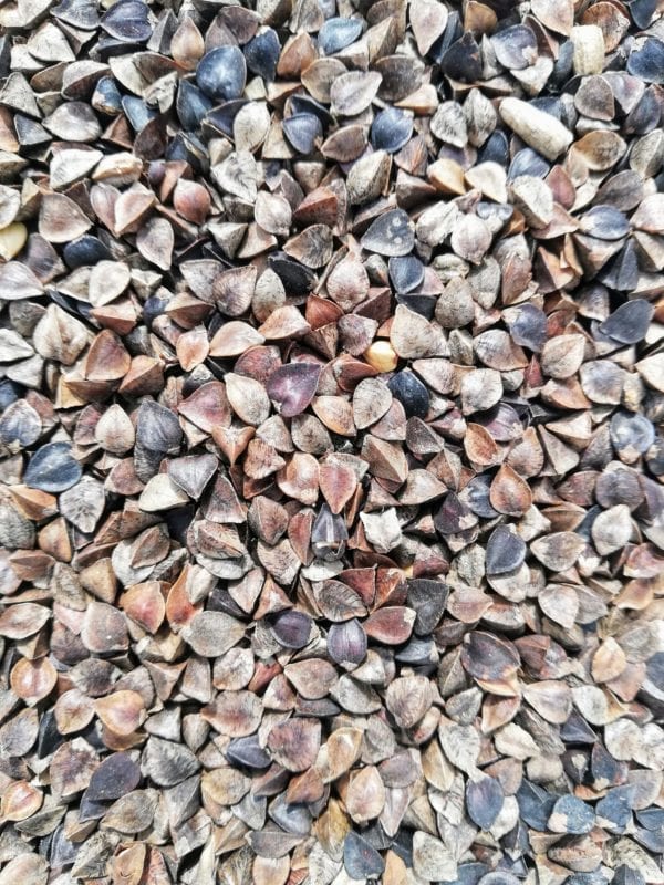 Buckwheat Straight Seed for Birds