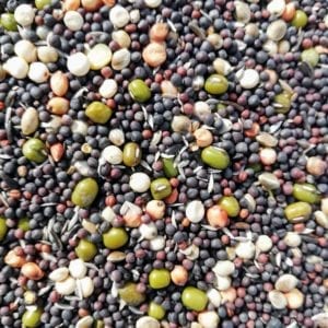 Germination seed mixture suitable for canaries, European birds and British finches