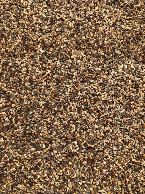 Chicory Bird Seed