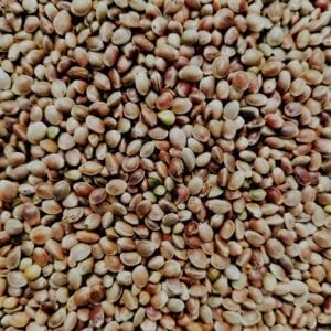 Hemp Seed for Birds