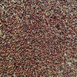 Evening Primrose seed for birds