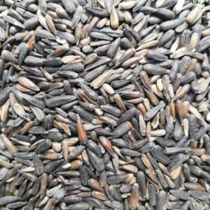 Small BLACK Sunflower Seed for birds