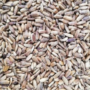 Milk Thistle for Birds