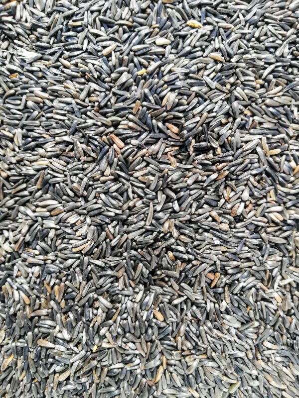 Niger Bird Seed