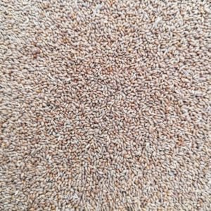 White Lettuce Seed for Birds