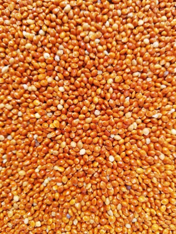 Red Panicum Millet seed suitable for birds.