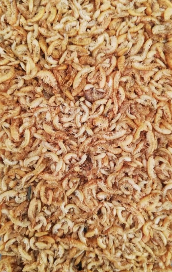 dried shrimp