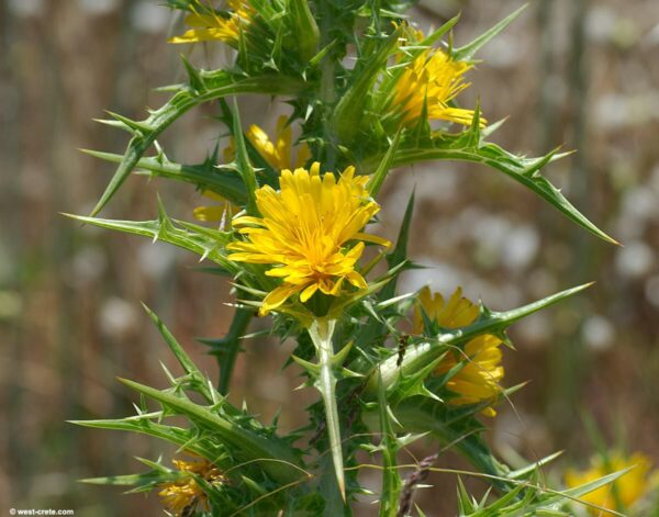 golden thistle yellow flower