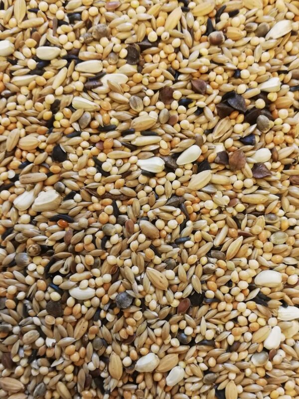 close up picture of lovebird seed mix