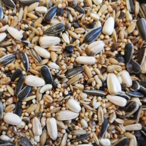 close up picture of parakeet bird seed