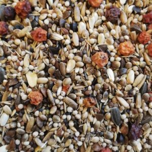 close up picture of siberian bullfinch bird seed