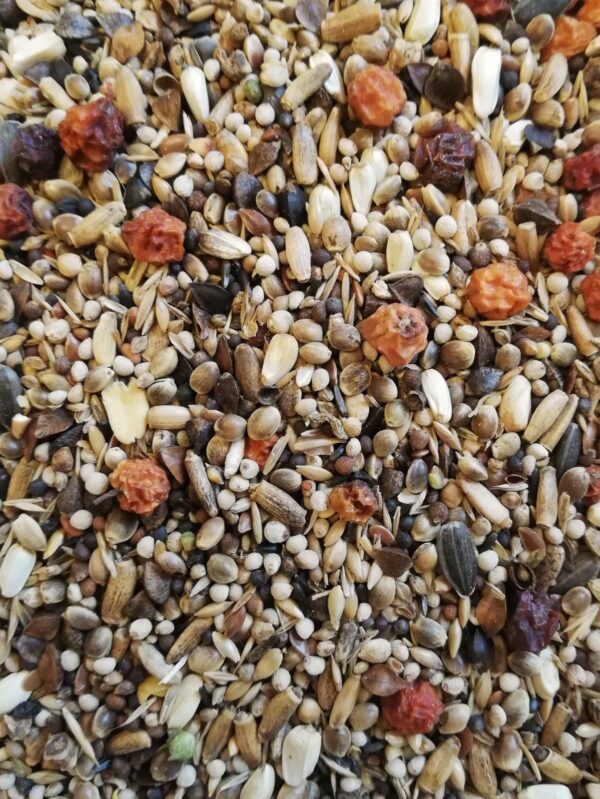 close up picture of siberian bullfinch bird seed