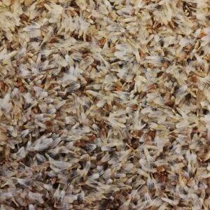 close up picture of golden thistle