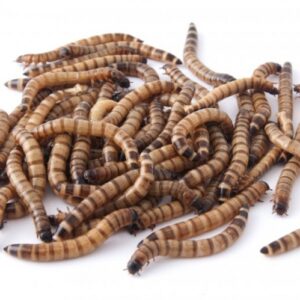 brown and black morio worm