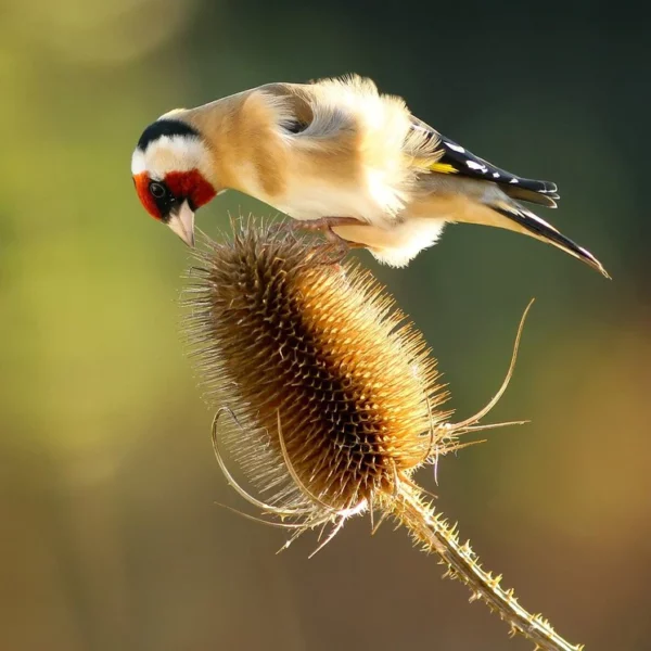 Goldfinch bird eating the seeds from the teasel plant