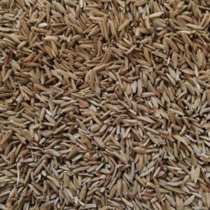 small brown dandelion seeds