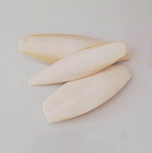 cuttlefish bone