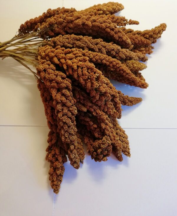 Red Anjou Millet