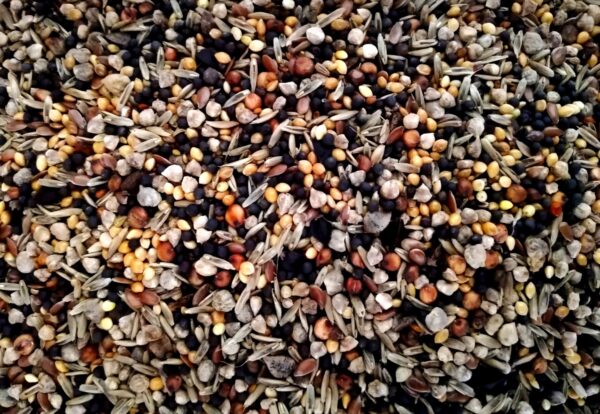Wild seed No2 mix