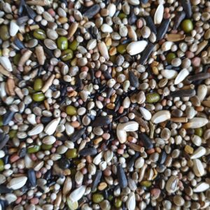 hoebregts-germination-seed